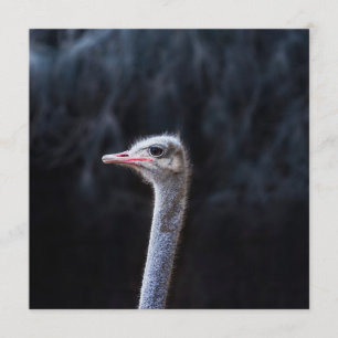 Ostrich Photography Program