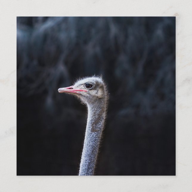 Ostrich Photography Program (Front)