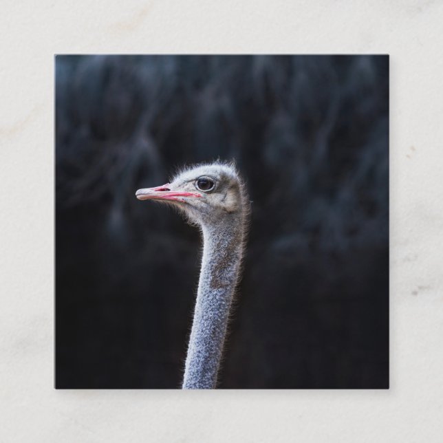 Ostrich Photography Square Business Card (Front)