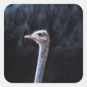 Ostrich Photography Square Sticker