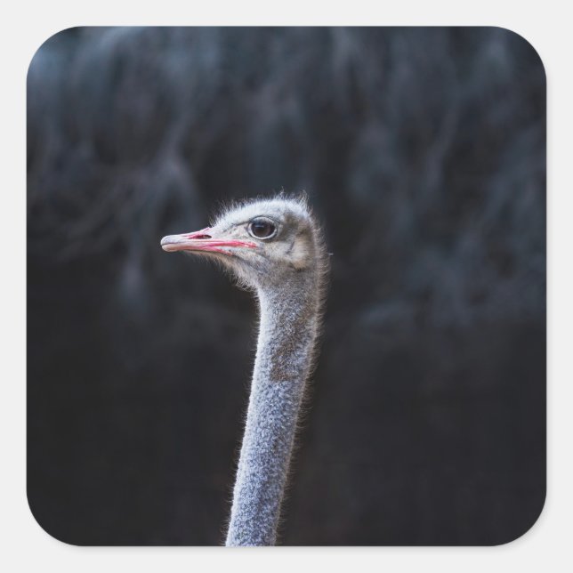 Ostrich Photography Square Sticker (Front)