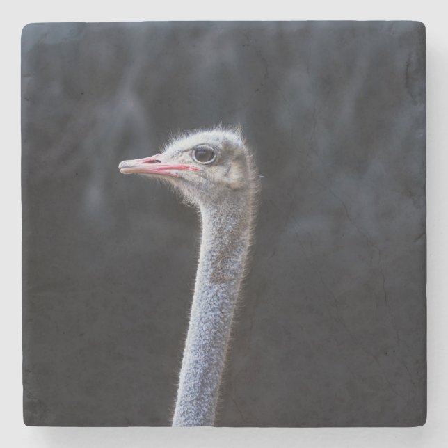 Ostrich Photography Stone Coaster (Front)