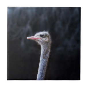 Ostrich Photography Tile