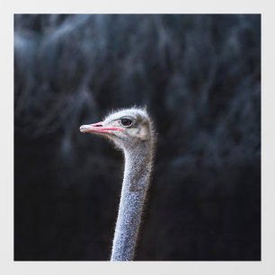 Ostrich Photography Window Cling