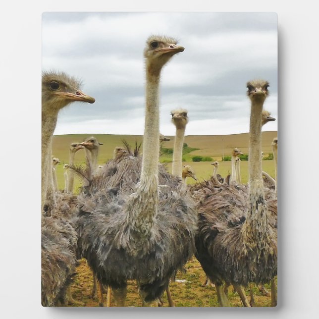 ostrich plaque (Front)