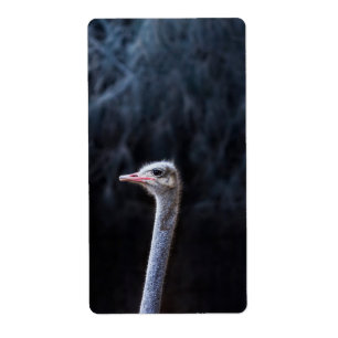 ostrich portrait