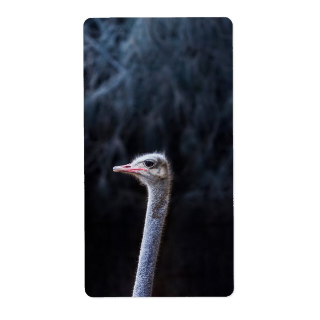 ostrich portrait    (Front)
