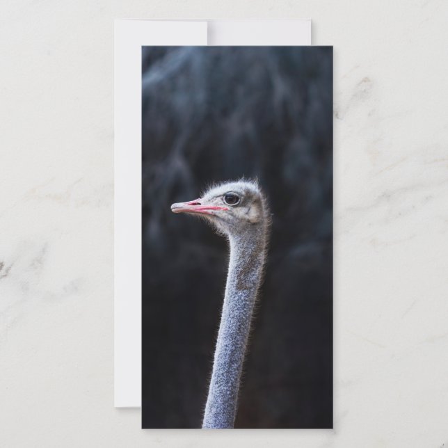 ostrich portrait   (Front)