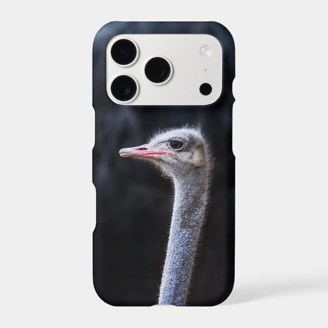ostrich portrait     (Back)