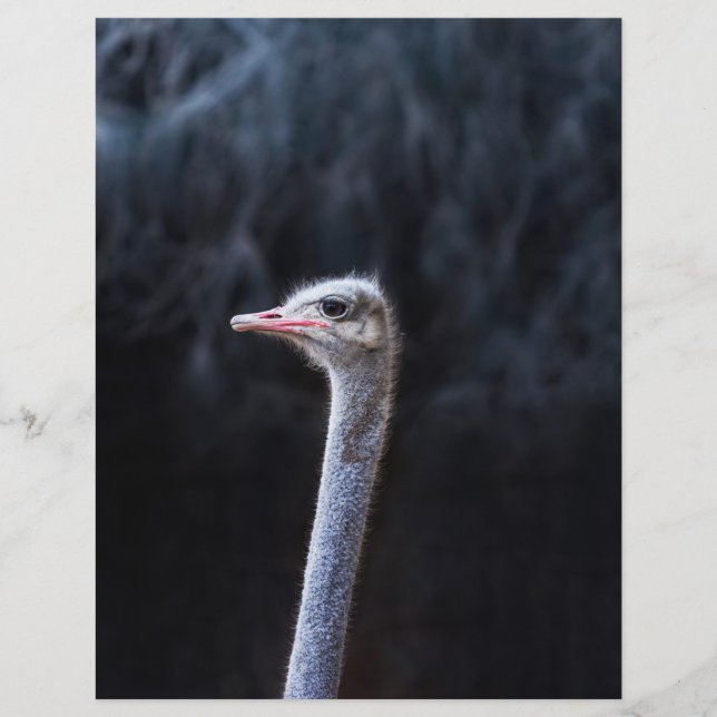 ostrich portrait    (Front)