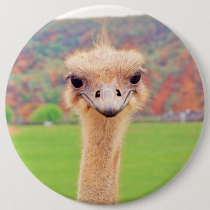 Ostrich portrait 6 inch round button