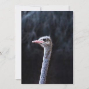 ostrich portrait    announcement