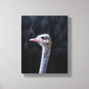 ostrich portrait     canvas print