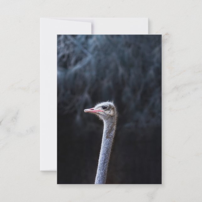 ostrich portrait     card (Front)