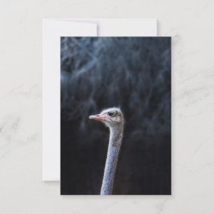 ostrich portrait card