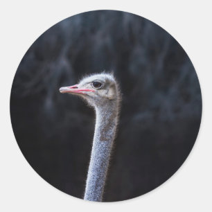 ostrich portrait classic round sticker