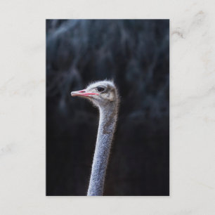 ostrich portrait enclosure card