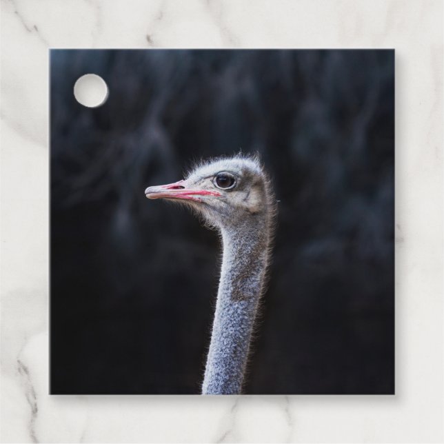 ostrich portrait   favour tags (Front)