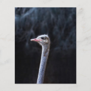 ostrich portrait flyer