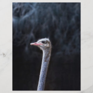 ostrich portrait flyer