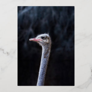 ostrich portrait foil holiday card