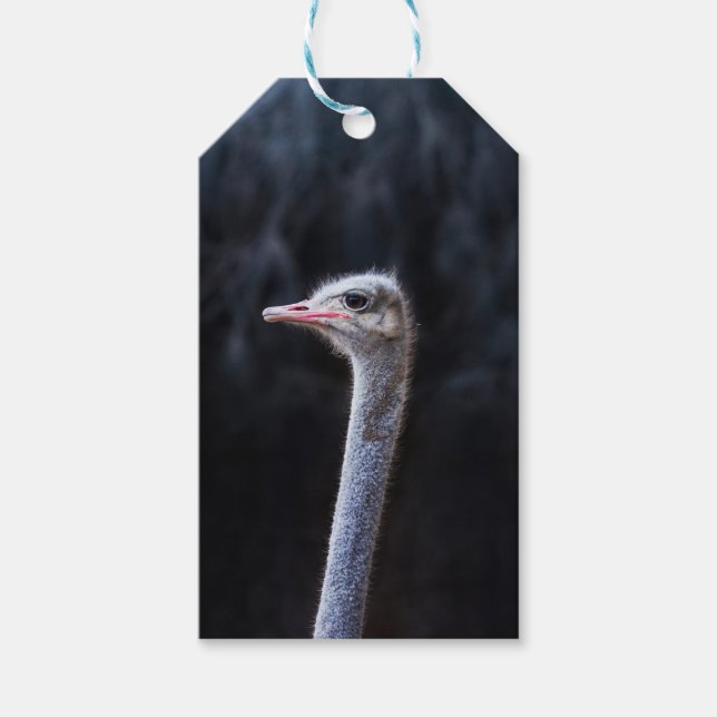 ostrich portrait     gift tags (Front)
