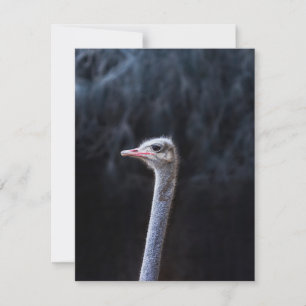 ostrich portrait    holiday card