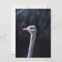 ostrich portrait   