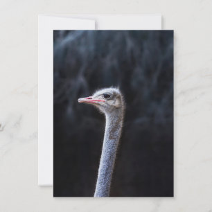 ostrich portrait    holiday card