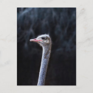ostrich portrait holiday postcard