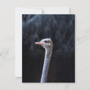 ostrich portrait invitation