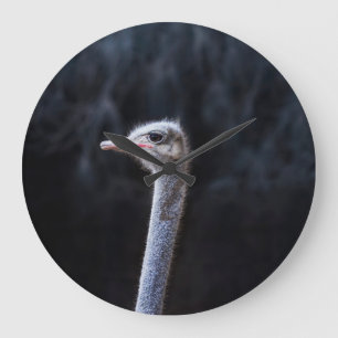 ostrich portrait    large clock