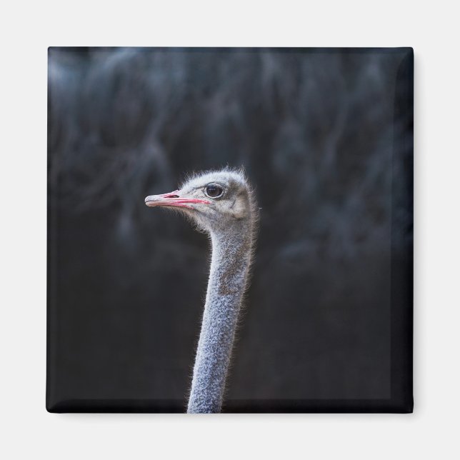ostrich portrait    magnet (Front)