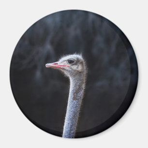 ostrich portrait magnet