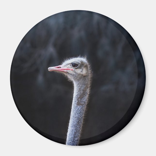 ostrich portrait     magnet (Front)