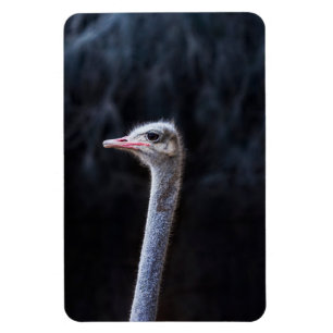 ostrich portrait magnet