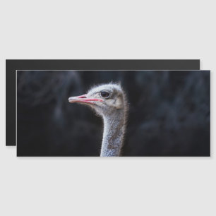 ostrich portrait    magnetic invitation
