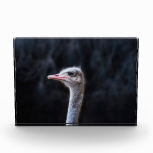 ostrich portrait photo block