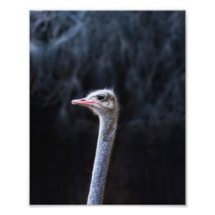 ostrich portrait     photo print