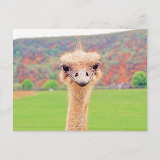 Ostrich portrait postcard (Front)