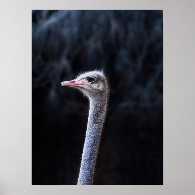 ostrich portrait    poster (Front)