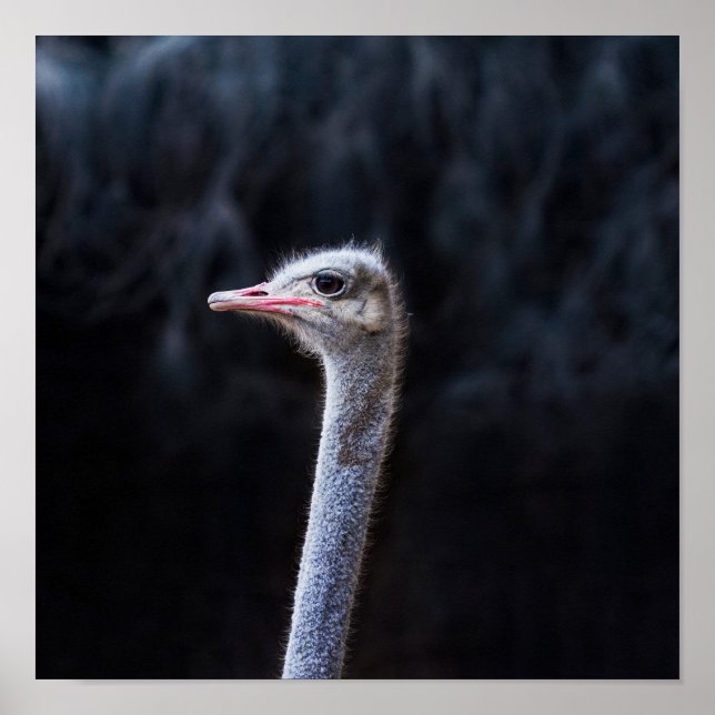 ostrich portrait    poster (Front)