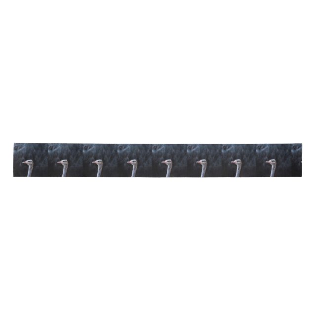 ostrich portrait   satin ribbon (Front)