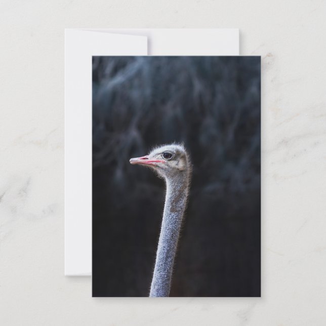 ostrich portrait  save the date (Front)