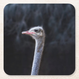 ostrich portrait square paper coaster