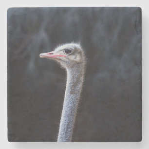 ostrich portrait stone coaster