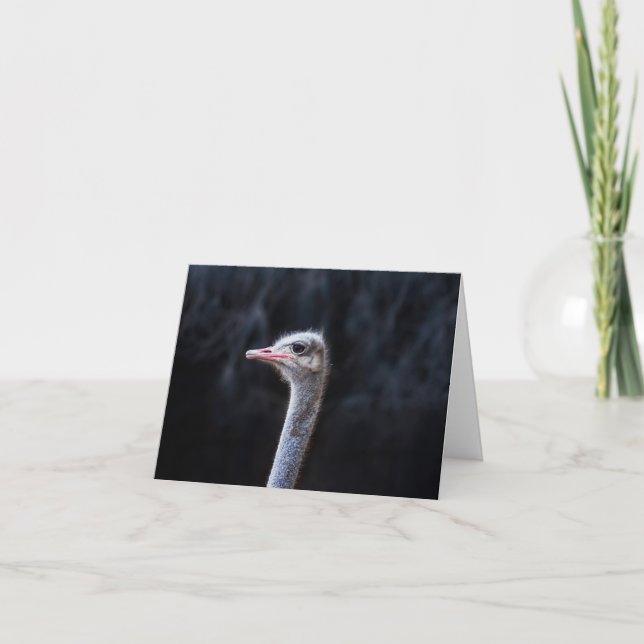 ostrich portrait    thank you card (Front)