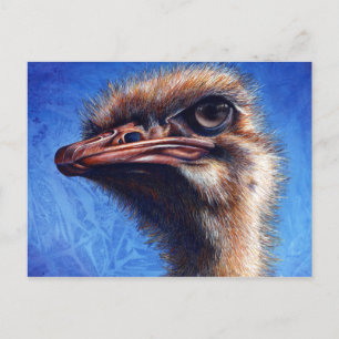 Ostrich Post Card