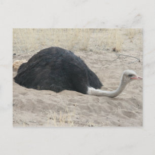 Ostrich Postcard