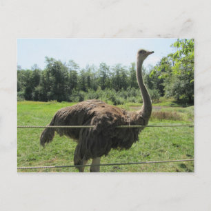 Ostrich Postcard
